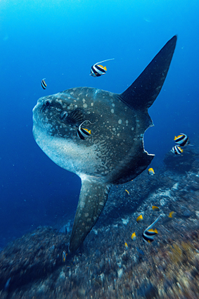 cda3cfc1903611615e1c2f10489806be_2 오형석 molamola k.jpg